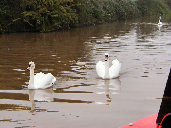 Swans at Nantwich (?)