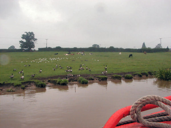 Geese in field between Nantwich and Barbridge Junction