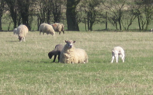 Some of the many sheep and lambs in the fields