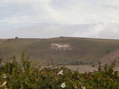 One of several white horses in the area